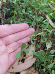 Marsilea costulifera