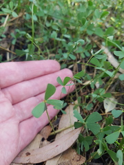 Marsilea costulifera