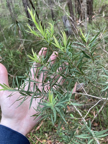 Image of Melaleuca linariifolia by (c) Thomas Mesaglio, some rights reserved (CC BY)