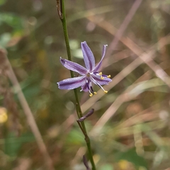 Caesia parviflora vittata