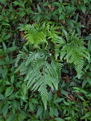 Adiantum