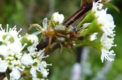 Diaea