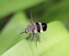 Meomyia