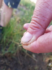 Rytidosperma duttonianum