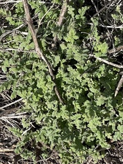 Phacelia ramosissima