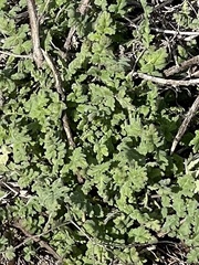 Phacelia ramosissima