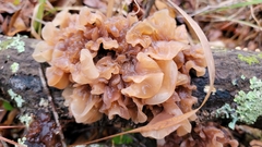 Phaeotremella foliacea