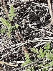 Phacelia ramosissima