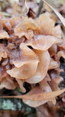 Phaeotremella foliacea