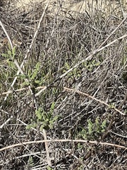 Phacelia ramosissima