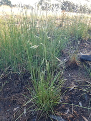 Rytidosperma duttonianum