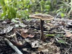 Cristataspora coffeata