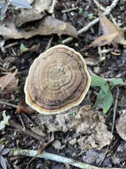 Cristataspora coffeata