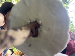 Cristataspora coffeata