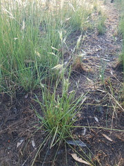 Rytidosperma duttonianum