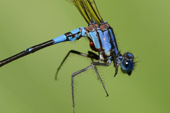 Argia terira