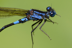 Argia terira