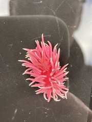 Okenia rosacea