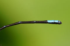 Argia terira