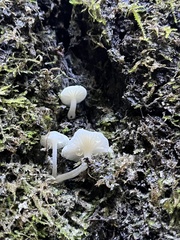 Marasmius calhouniae