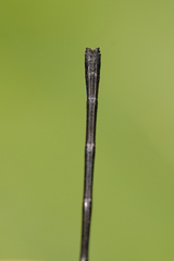 Argia terira