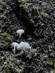 Marasmius calhouniae