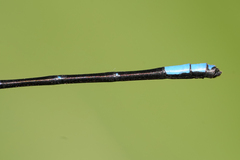 Argia terira