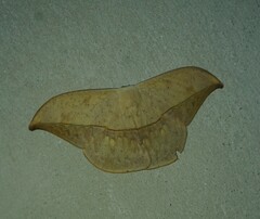 Oxytenis modestia
