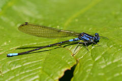 Argia terira