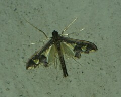 Gonocausta