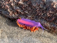 Flabellinopsis iodinea