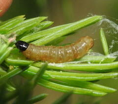Choristoneura fumiferana
