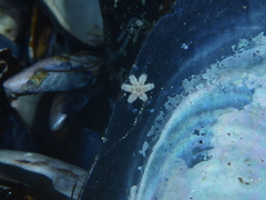 Leptasterias hexactis