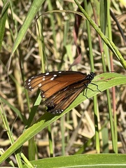 Danaus eresimus