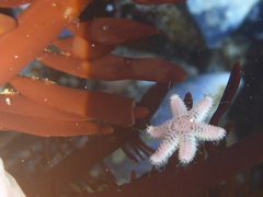 Leptasterias hexactis