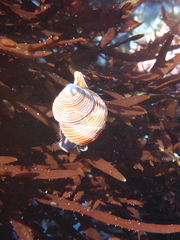 Calliostoma ligatum