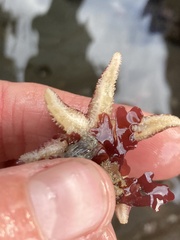 Leptasterias hexactis