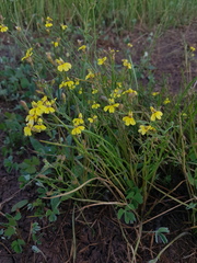 Goodenia macbarronii