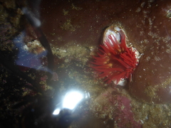 Cribrinopsis albopunctata