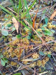 Sphagnum perichaetiale