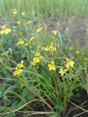Goodenia macbarronii