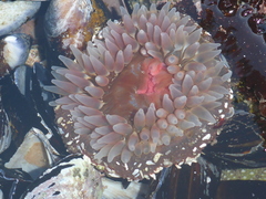 Urticina clandestina