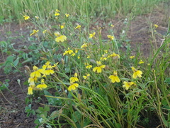 Goodenia macbarronii