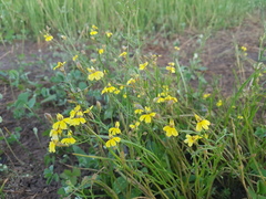 Goodenia macbarronii