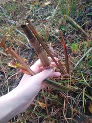 Sarracenia flava