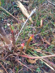 Sarracenia flava