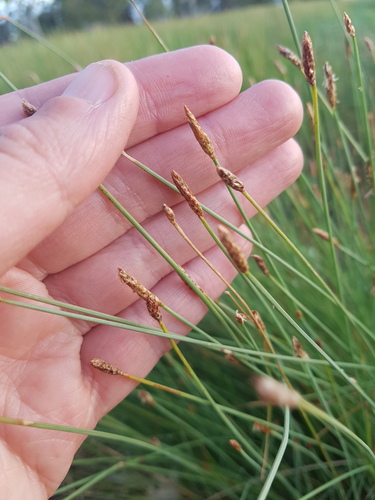 Eleocharis pallens, 2022-12-22