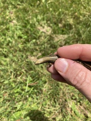 Pseudemoia rawlinsoni