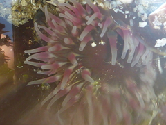 Urticina clandestina
