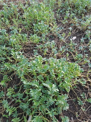Lobelia concolor